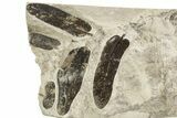 Carboniferous Fossil Fern (Neuropteris) Plate - France #338430-1